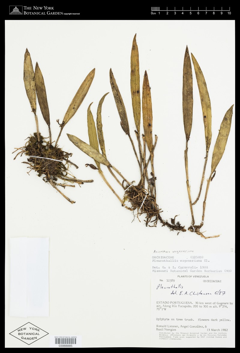 Acianthera wageneriana photo 5