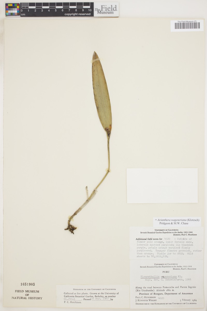 Acianthera wageneriana photo 6