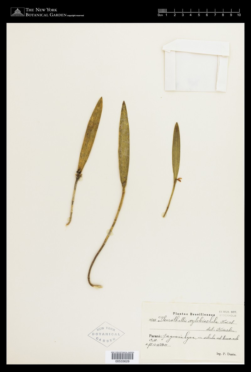 Acianthera wageneriana photo 8
