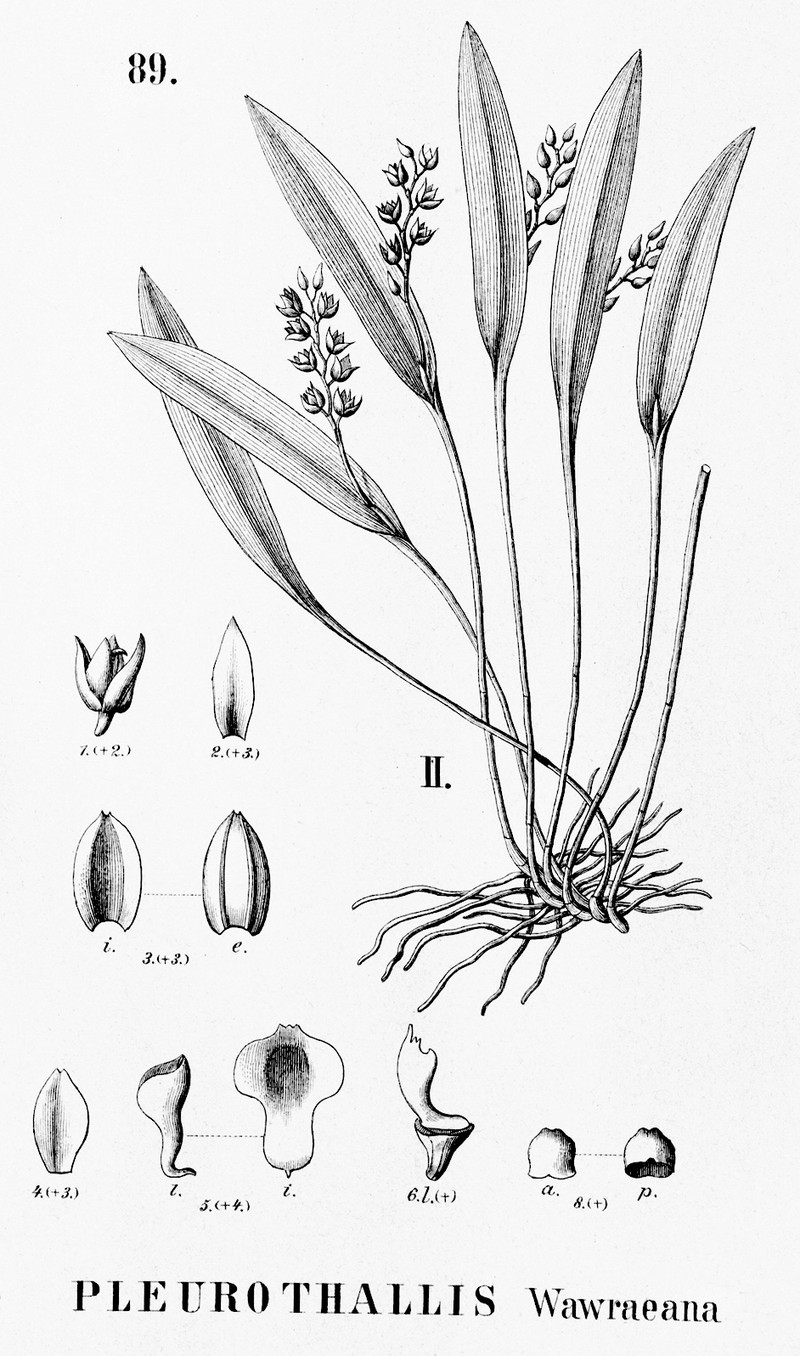 Acianthera wawraeana
