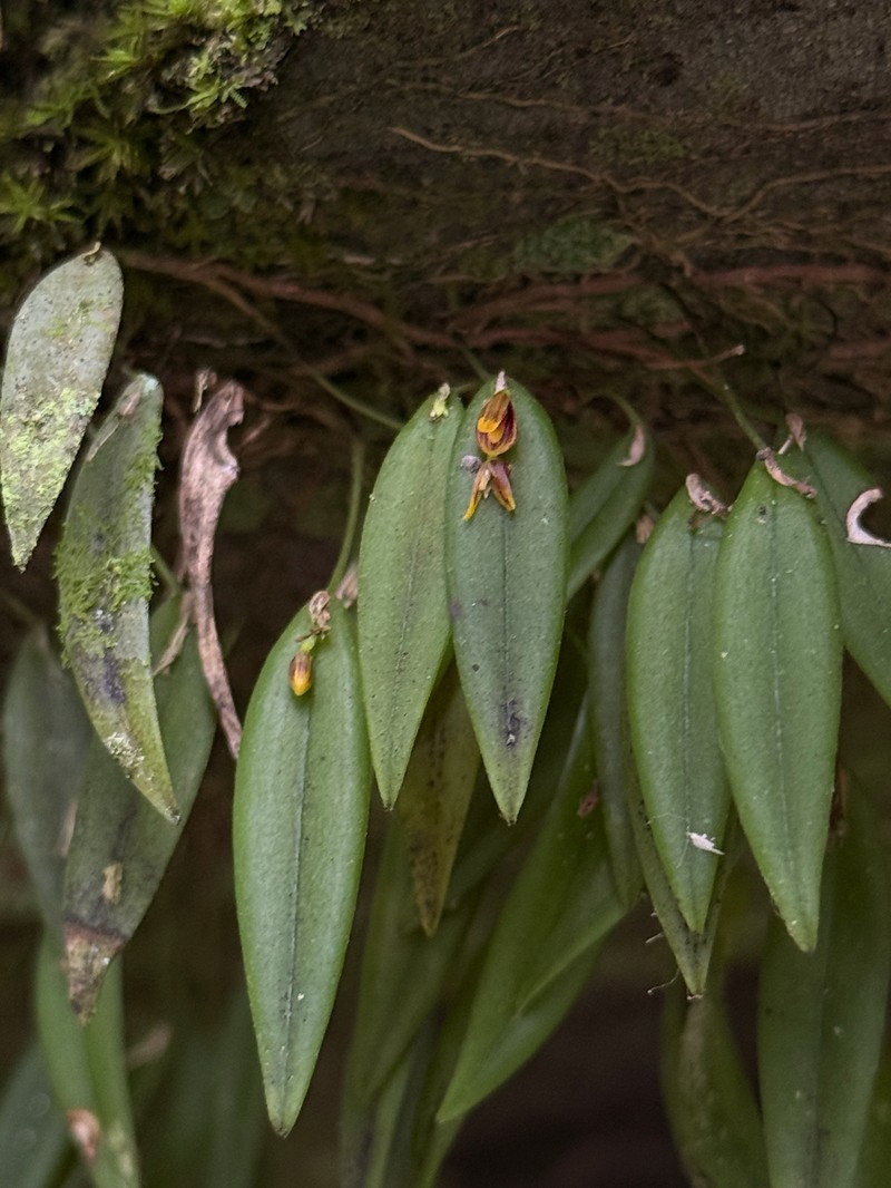 Wilson's Bonnet Orchid photo 4