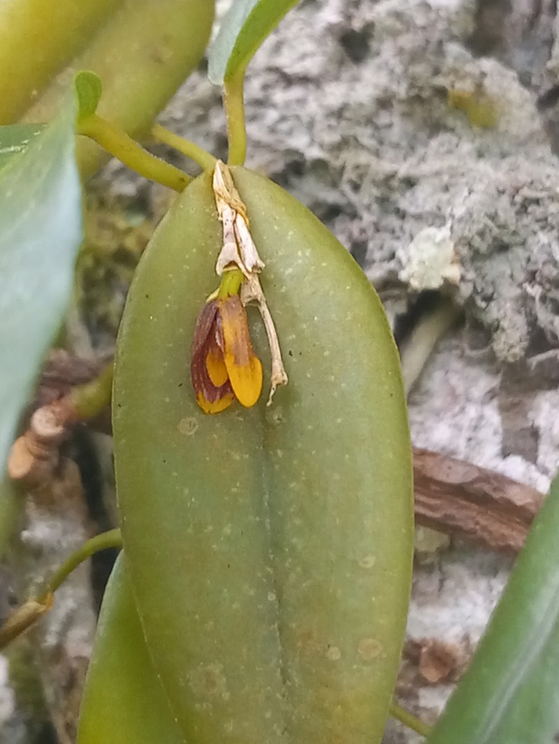 Wilson's Bonnet Orchid photo 5