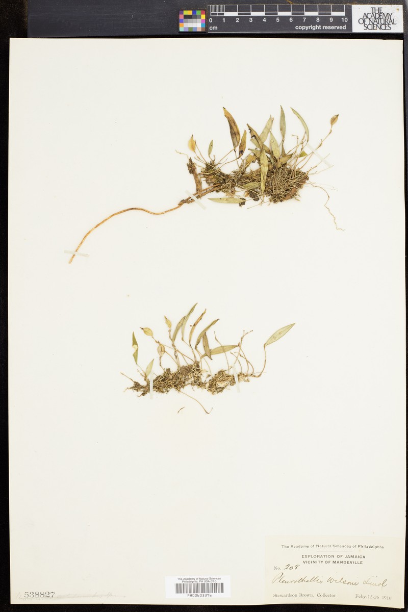 Wilson's Bonnet Orchid photo 7