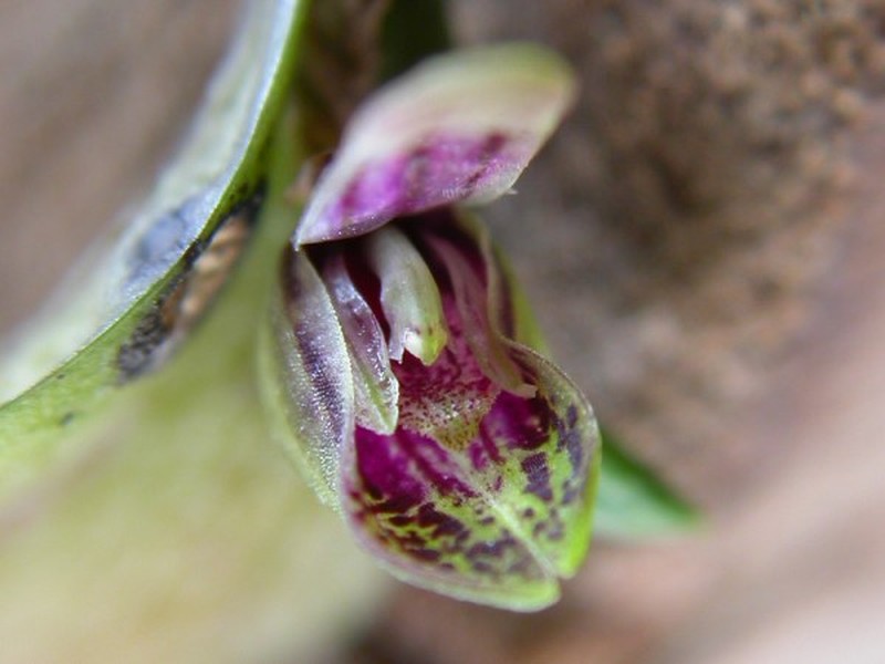 Acianthera yauaperyensis