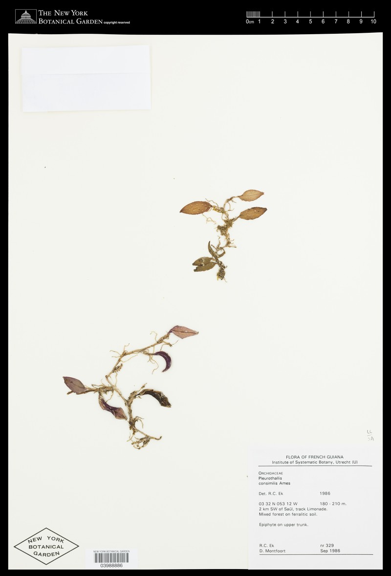 Acianthera yauaperyensis photo 3
