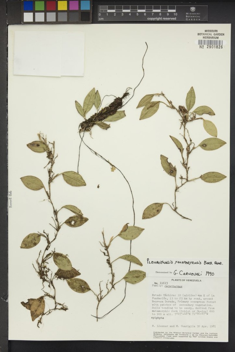 Acianthera yauaperyensis photo 4