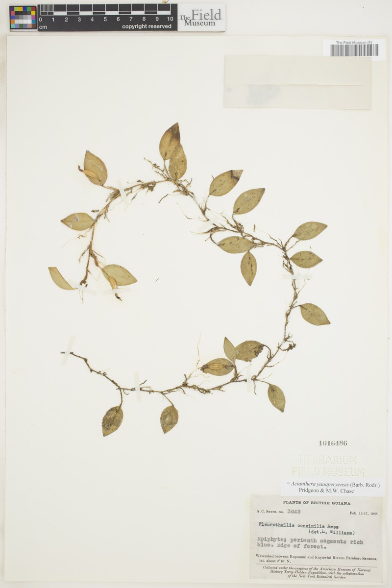 Acianthera yauaperyensis photo 5