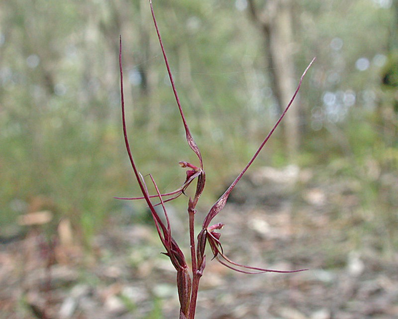 Acianthus caudatus