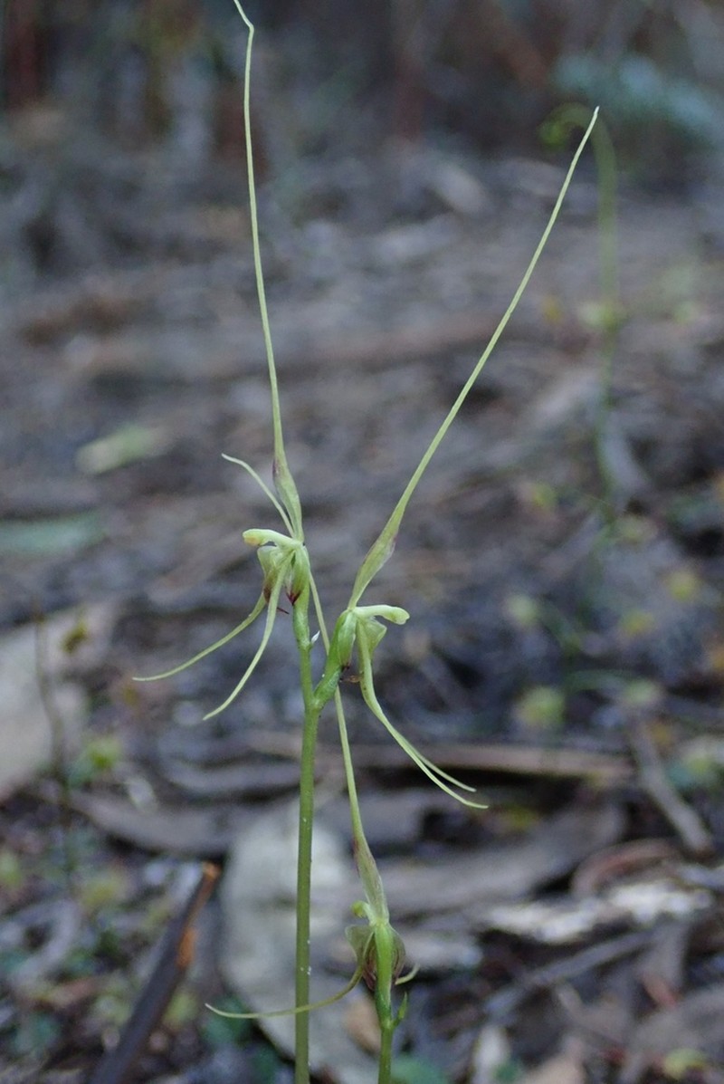 Acianthus caudatus photo 2