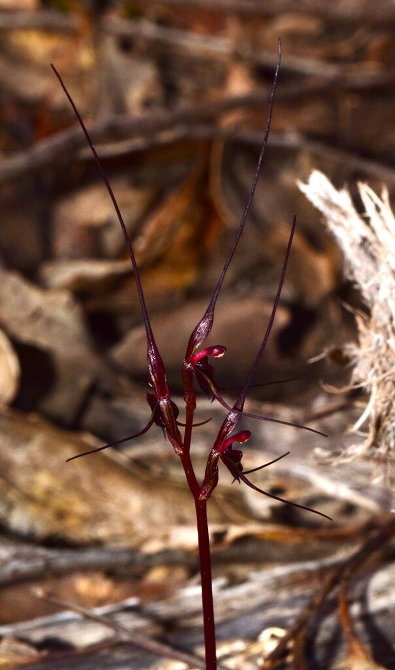 Acianthus caudatus photo 3