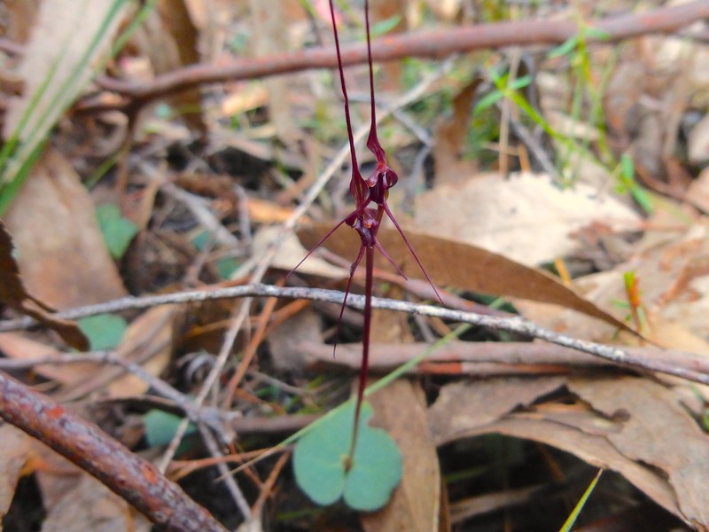 Acianthus caudatus photo 4