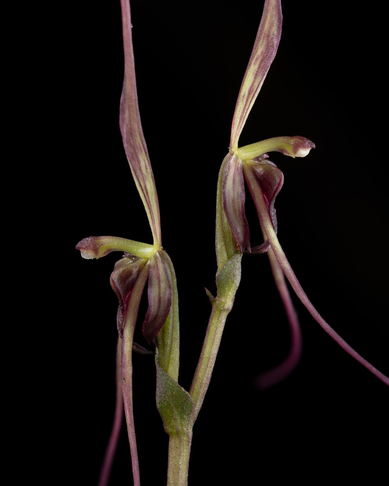 Acianthus caudatus photo 5