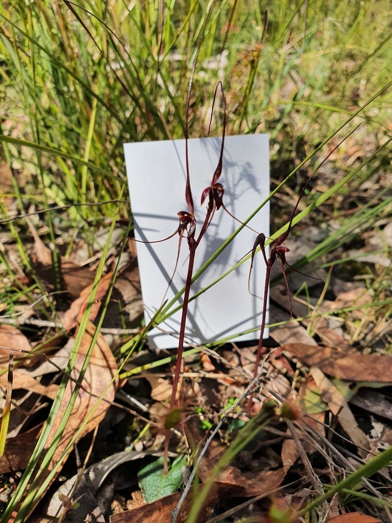 Acianthus caudatus photo 6