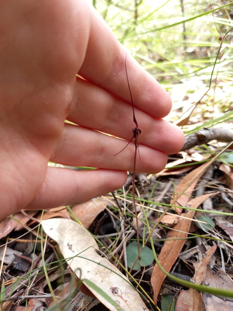 Acianthus caudatus photo 7