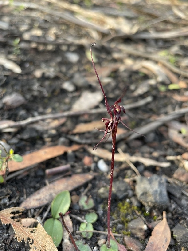 Acianthus caudatus photo 8
