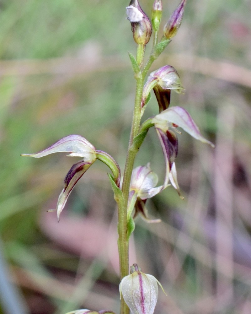 Acianthus cuneatus photo 2