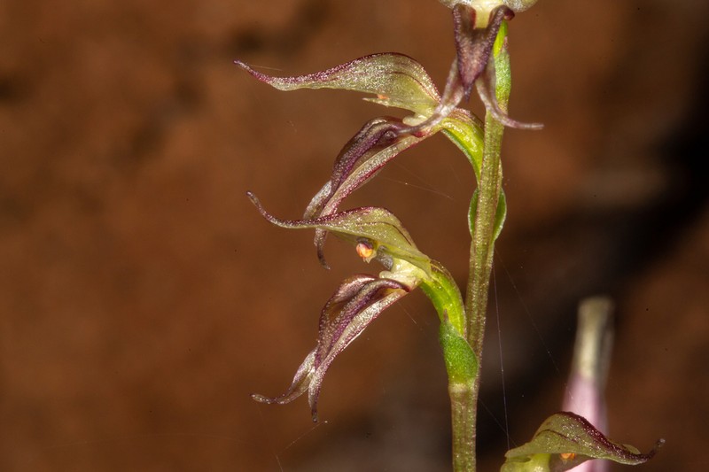 Acianthus cuneatus photo 3