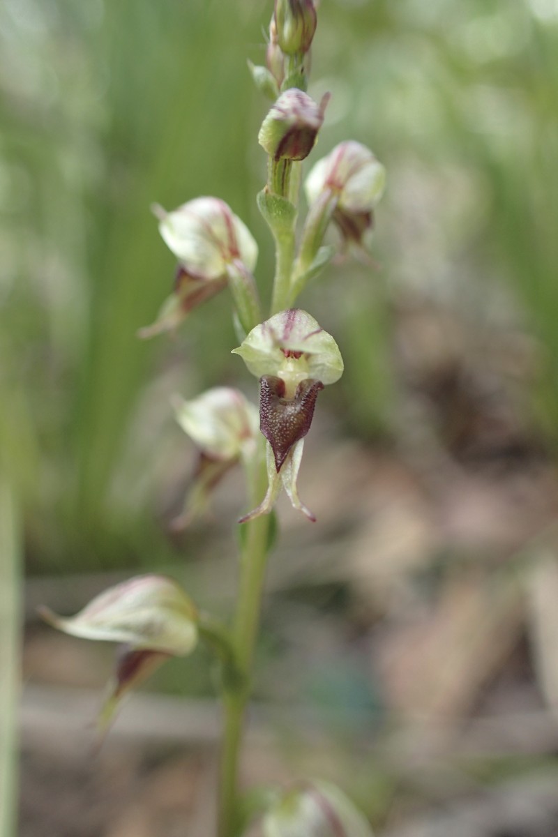 Acianthus cuneatus photo 4
