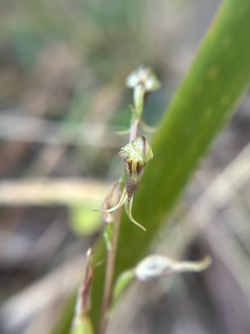 Acianthus cuneatus photo 6