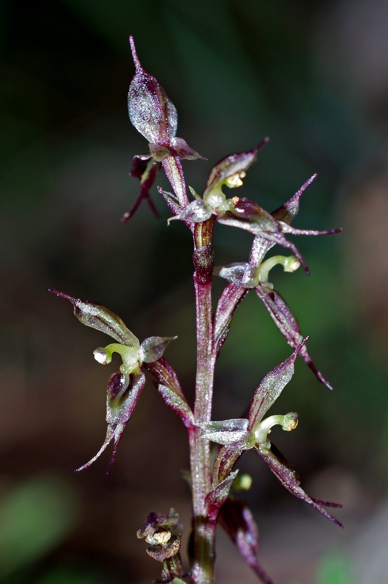 Acianthus exsertus