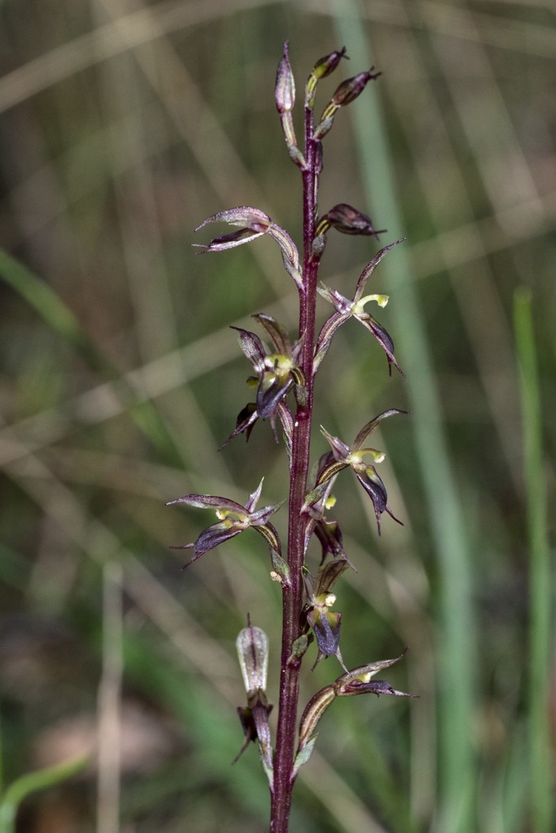 Acianthus exsertus photo 2