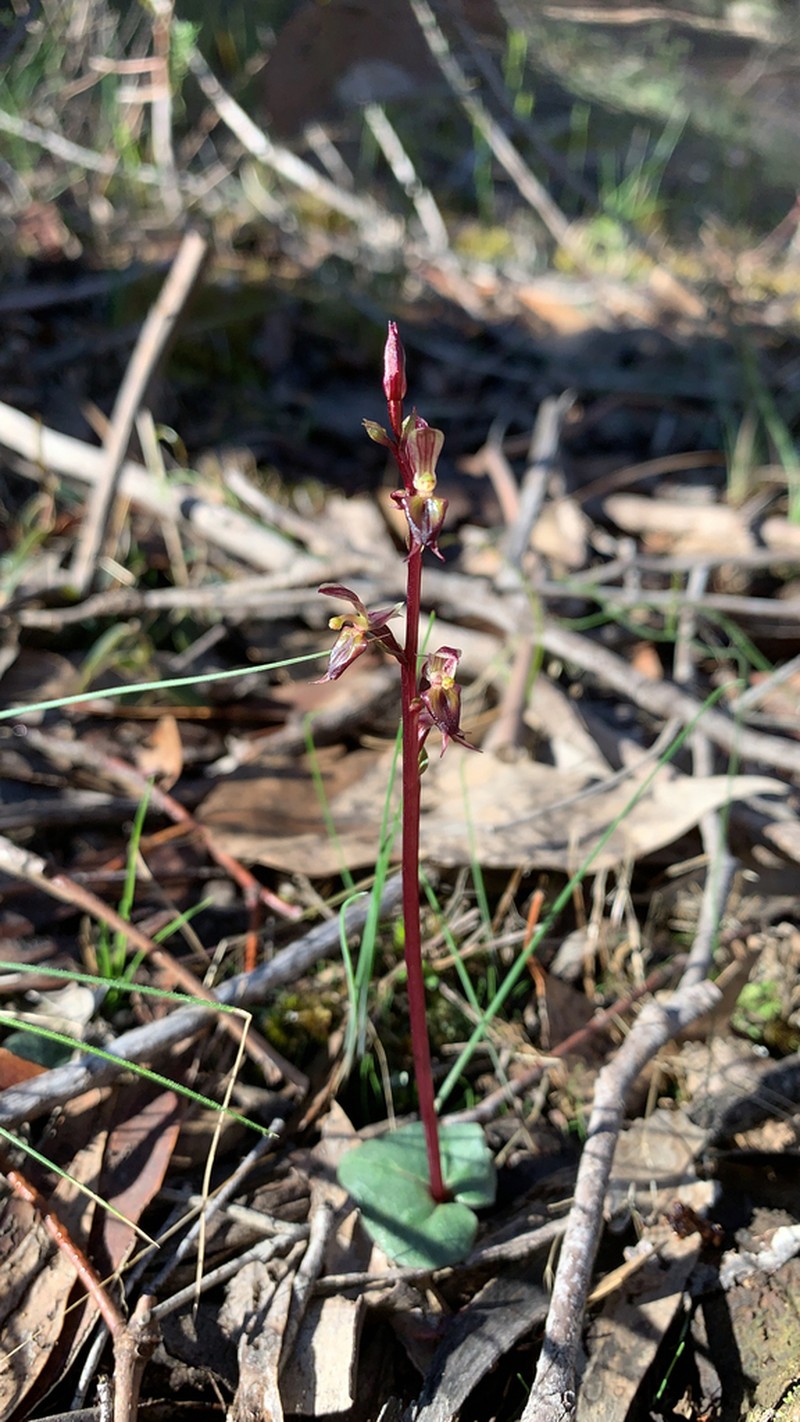 Acianthus exsertus photo 3