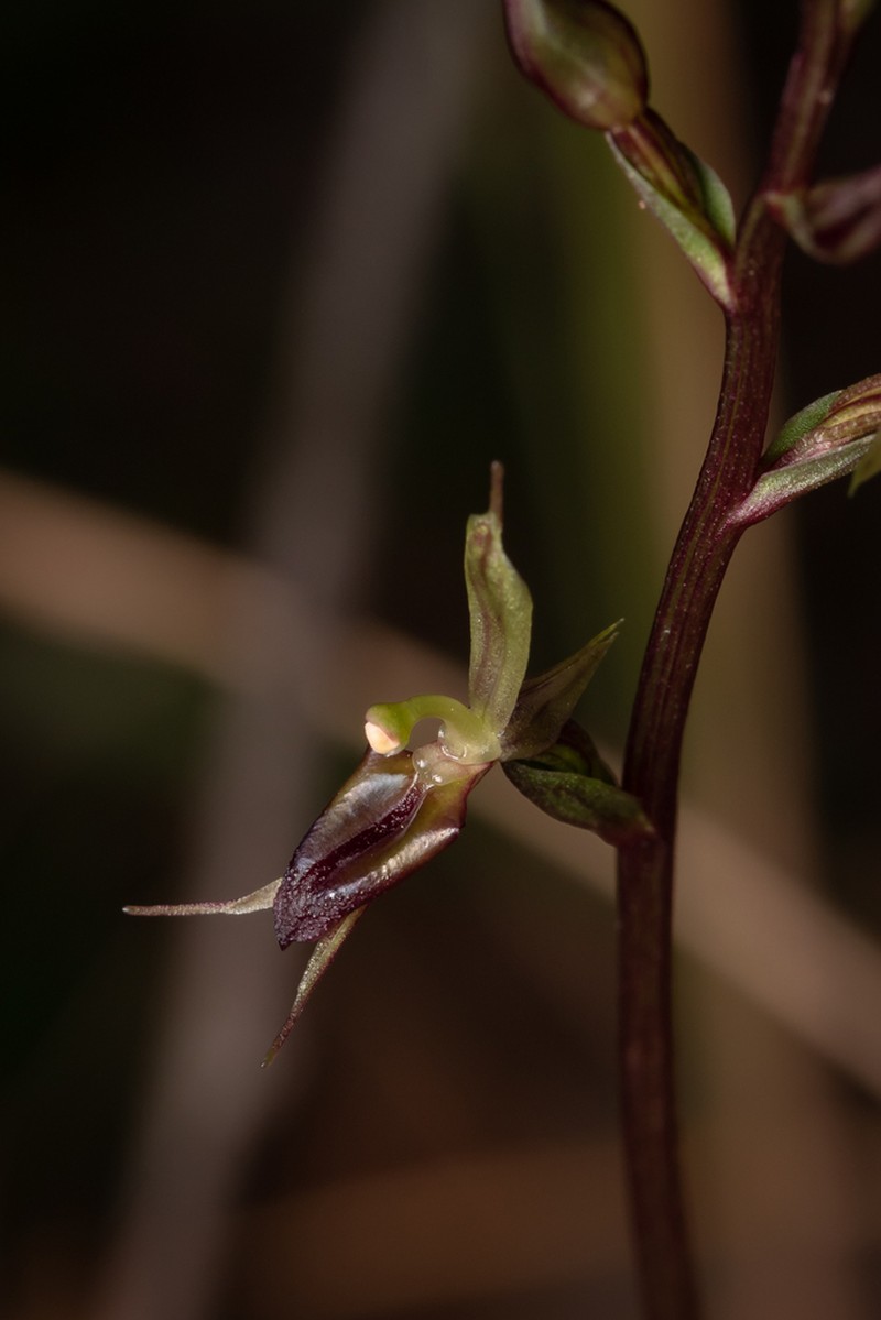 Acianthus exsertus photo 4