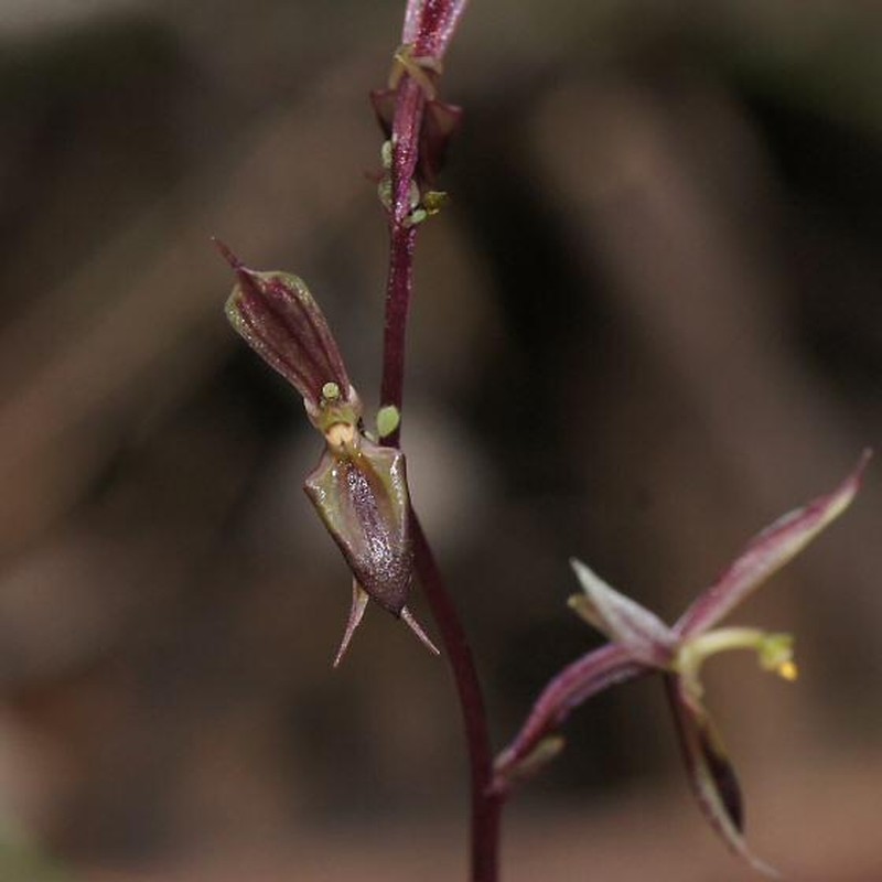 Acianthus exsertus photo 5