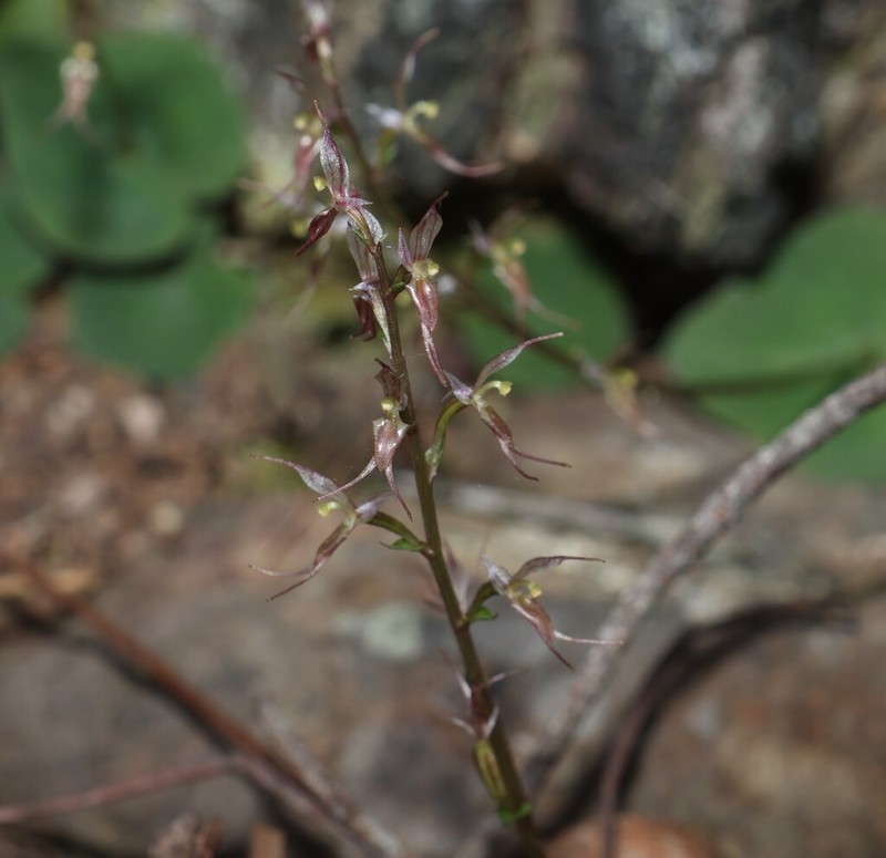 Acianthus exsertus photo 6