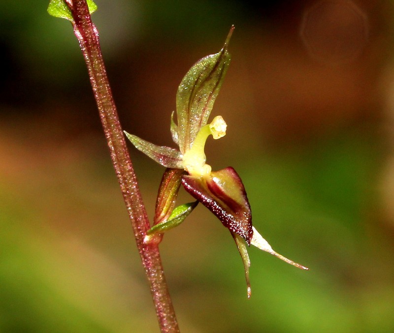 Acianthus exsertus photo 7