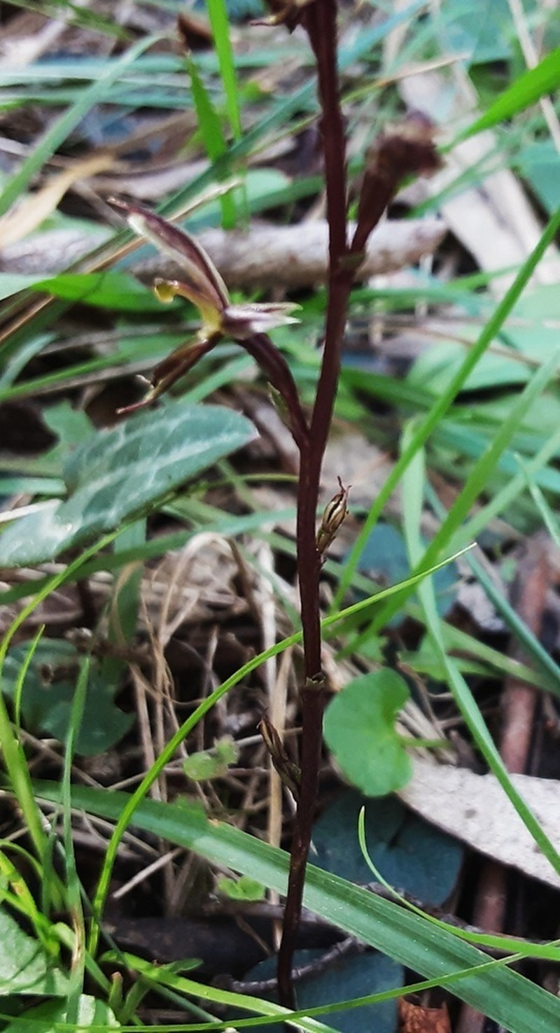 Acianthus exsertus photo 8