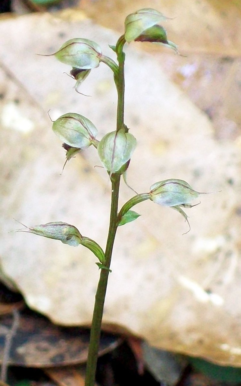 Acianthus fornicatus