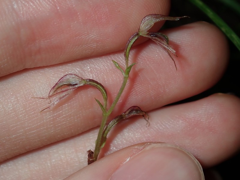Acianthus fornicatus photo 2