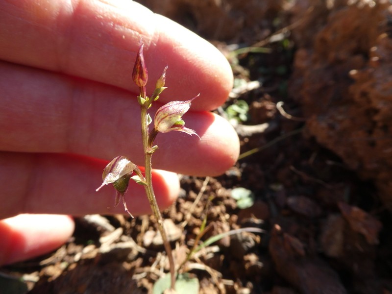 Acianthus fornicatus photo 4