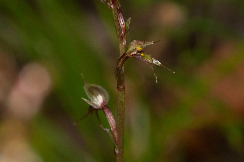 Acianthus fornicatus photo 7