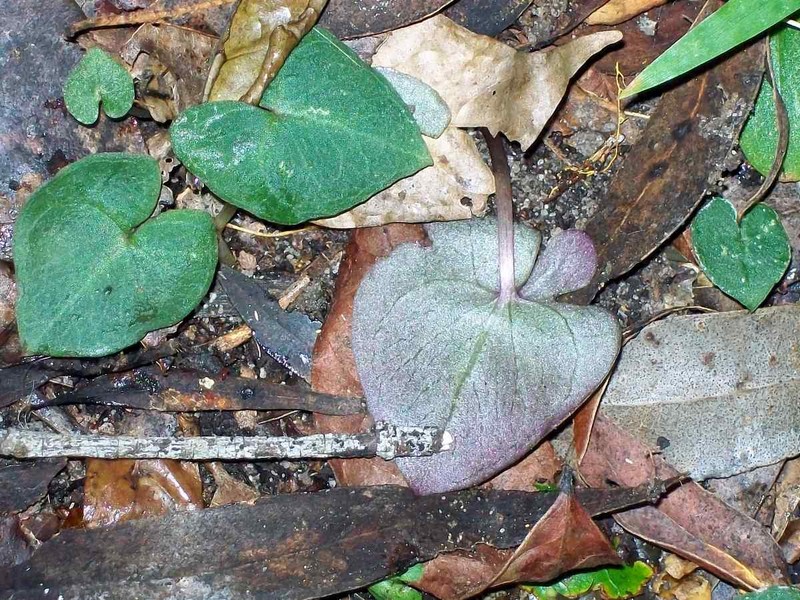 Acianthus fornicatus photo 8