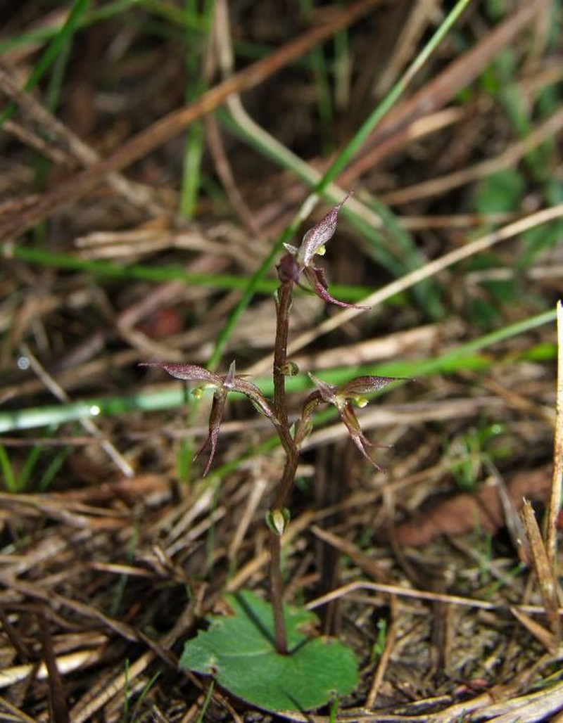 Acianthus pusillus