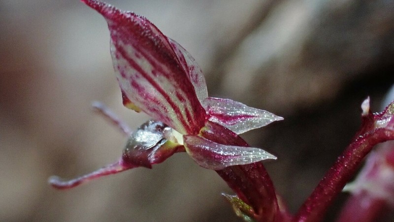 Acianthus pusillus photo 3