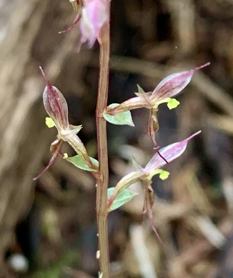 Acianthus pusillus photo 4
