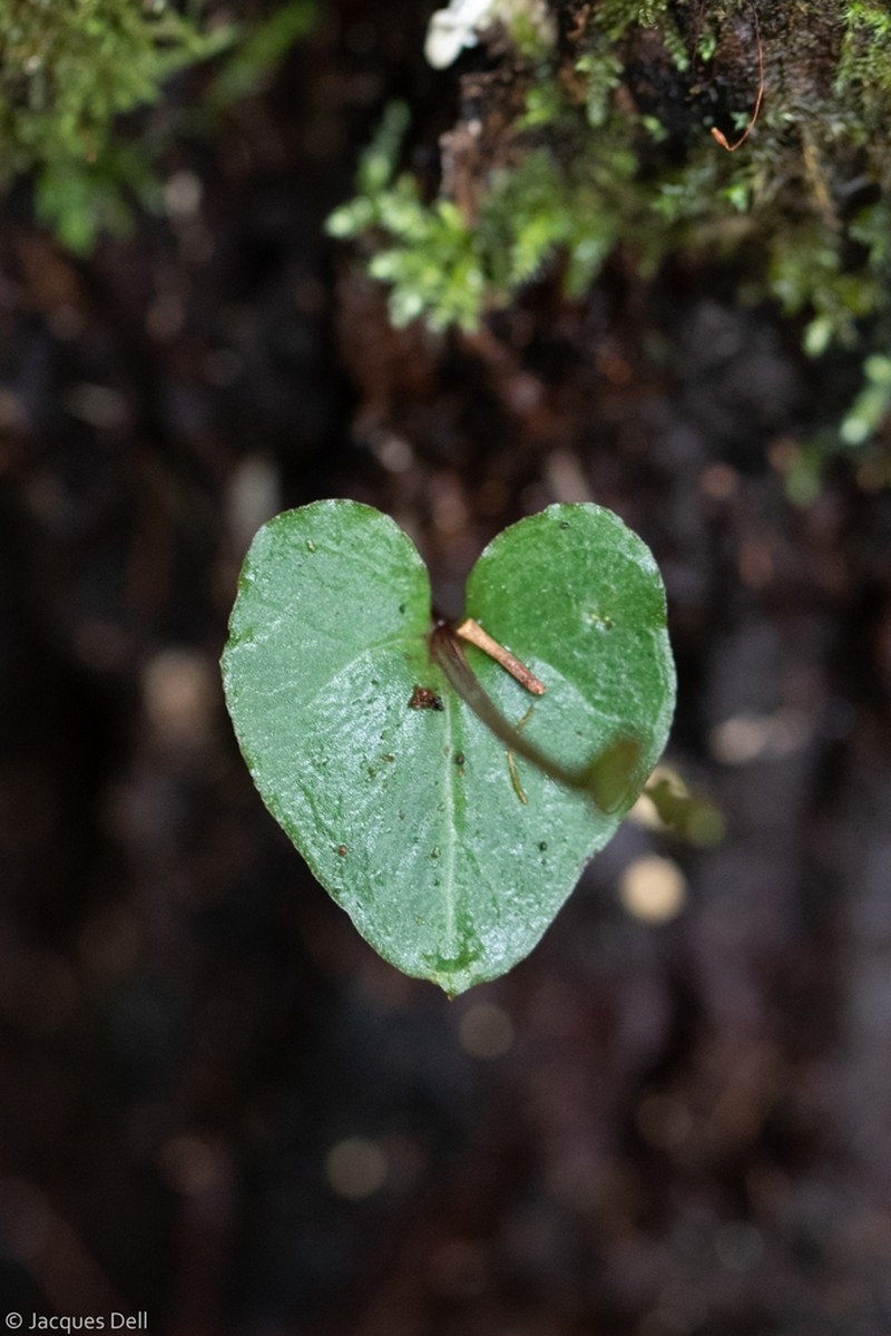 Acianthus pusillus photo 5