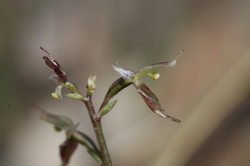 Acianthus pusillus photo 6