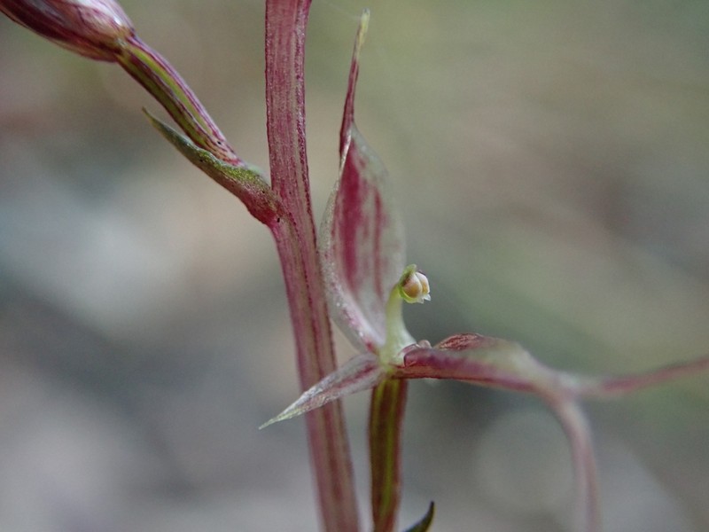 Acianthus pusillus photo 7
