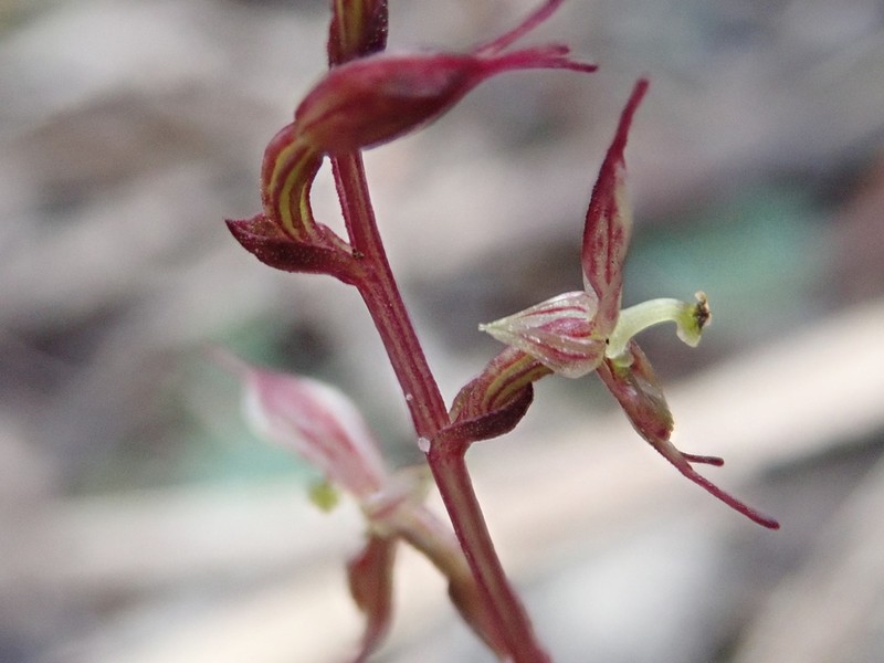 Acianthus pusillus photo 8