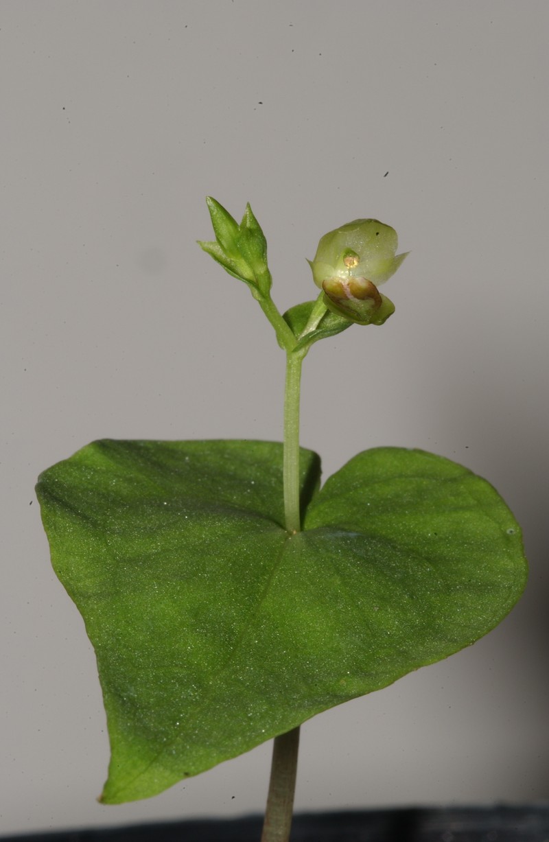 Acianthus saxatilis