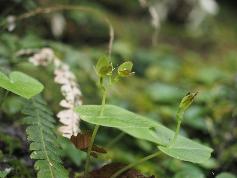 Acianthus saxatilis photo 2