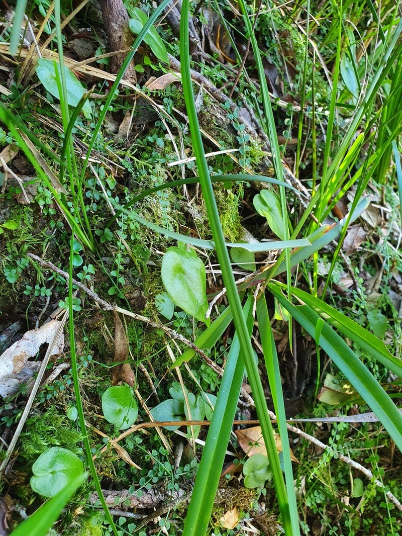 Acianthus saxatilis photo 3