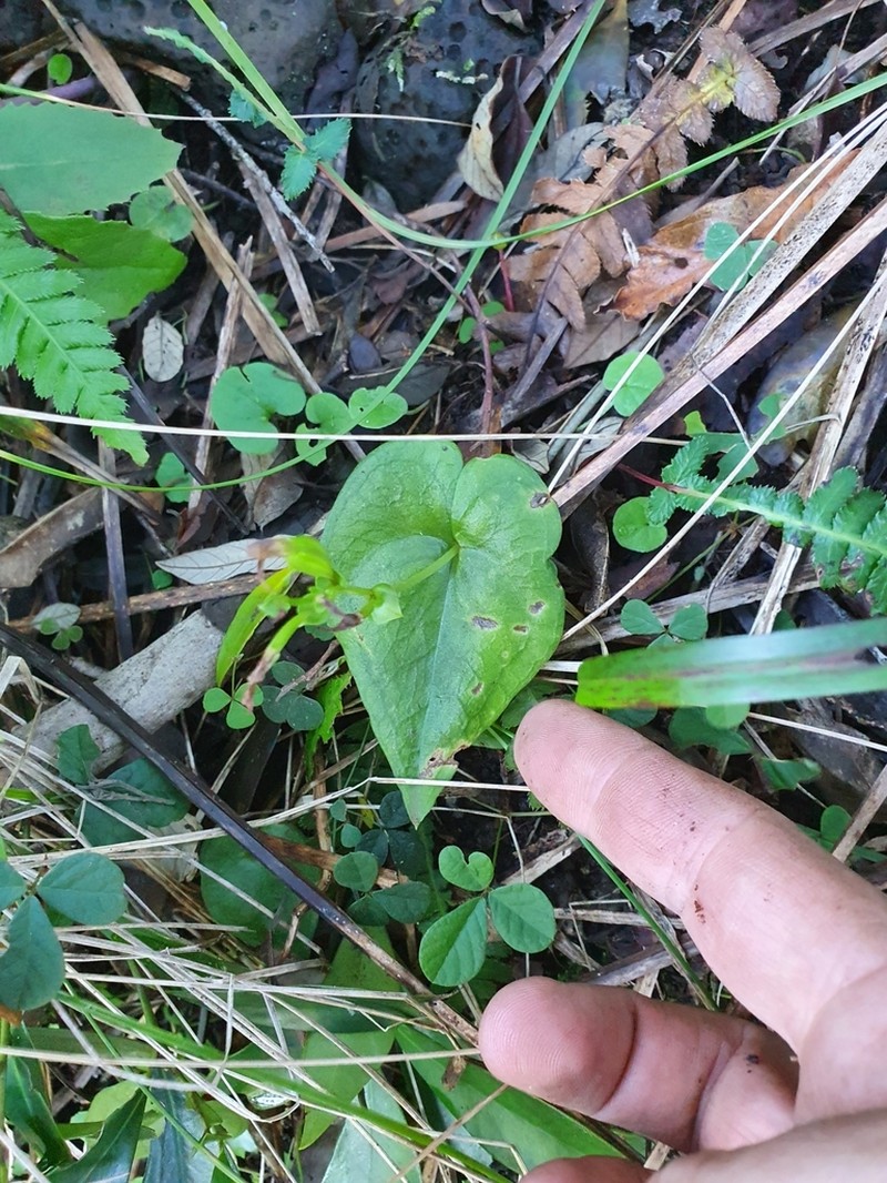 Acianthus saxatilis photo 4