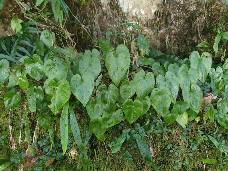 Acianthus saxatilis photo 5