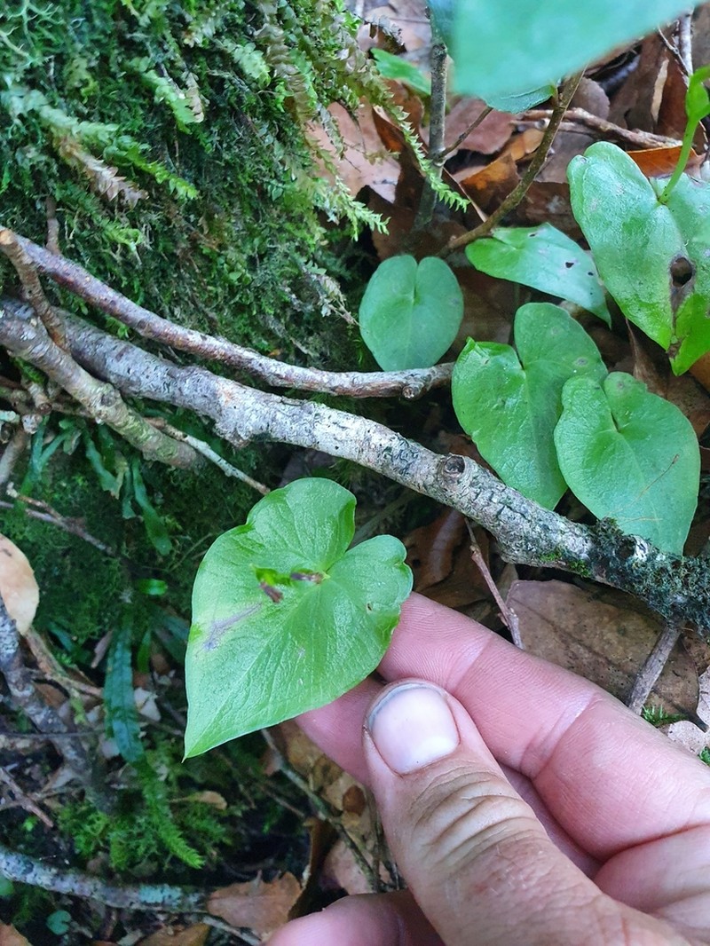 Acianthus saxatilis photo 6