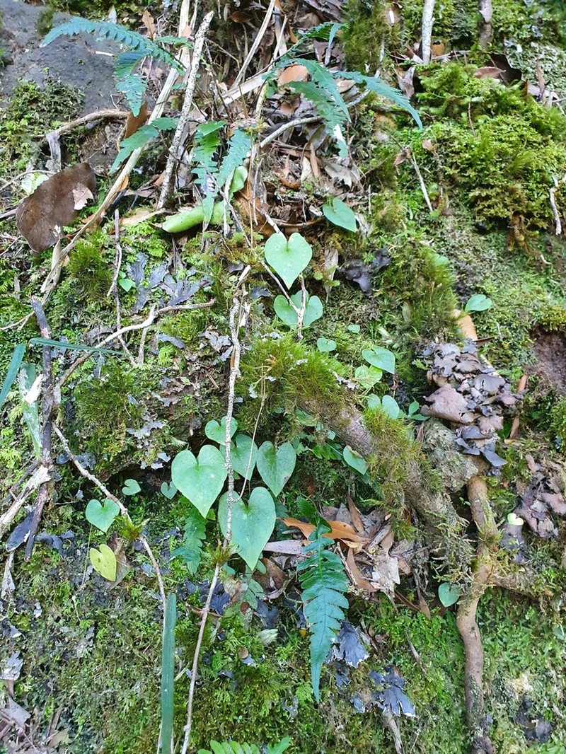 Acianthus saxatilis photo 7